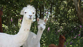 Alpacas at Barwythe Hall