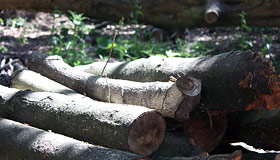 Firewood in the grounds